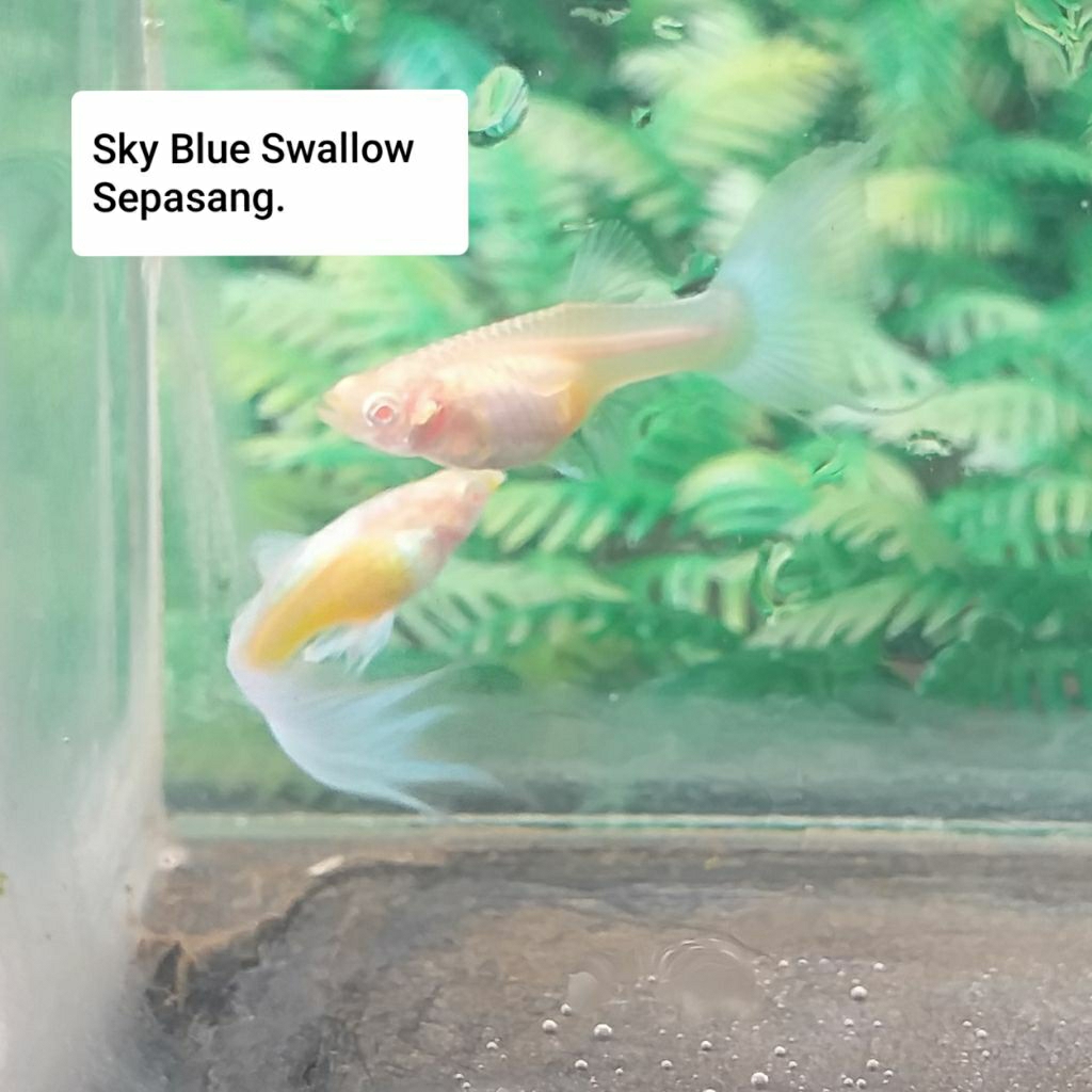 hiasan akuarium Guppy Sky Blue Swallow Sepasang