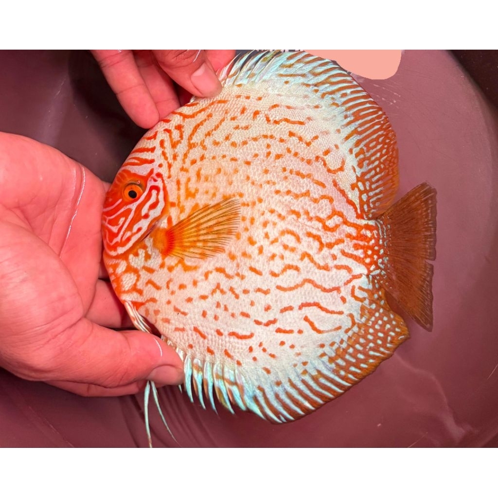 Ikan Discus Pigeon Indukan Jantan 5,5 inch