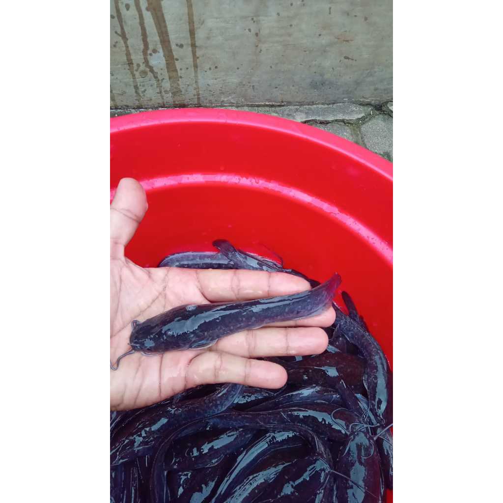 Paket isi 50 ekor benih ikan lele sangkuriang ukuran 13-15cm