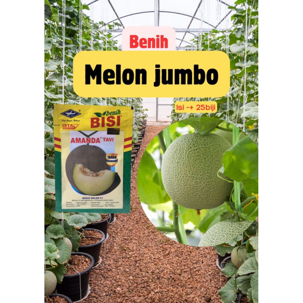Benih bibit melon jumbo super F1 isi 25 biji