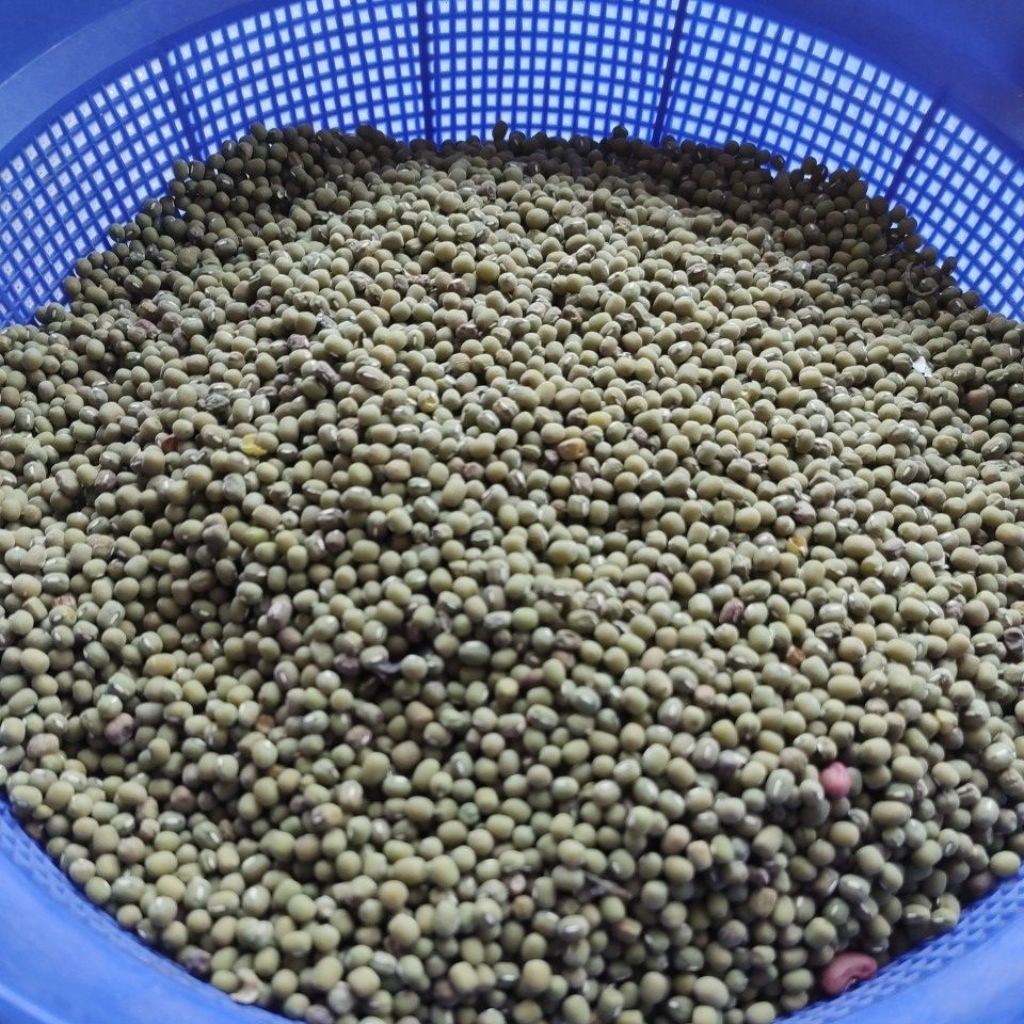 

Kacang Hijau 500gr