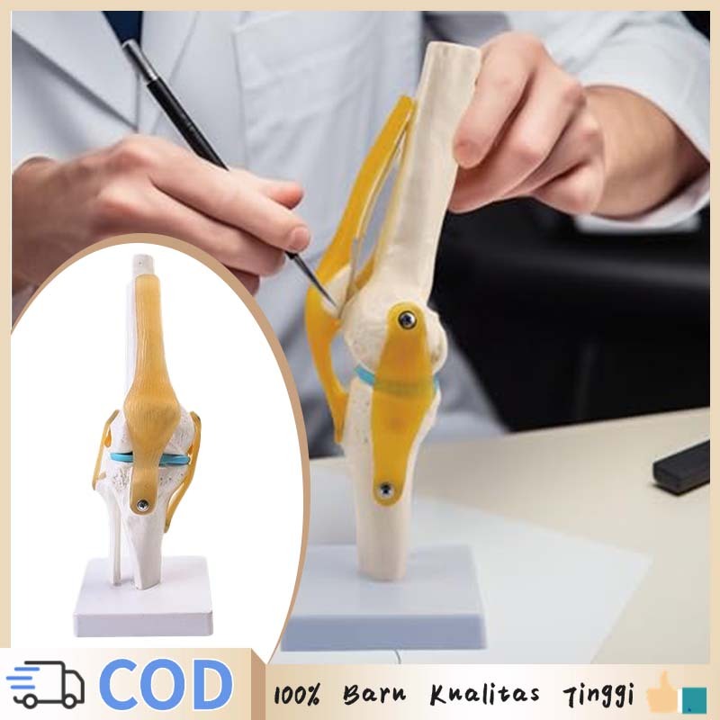 Knee Joint Knee Joint Model Anatomi Sendi Lutut Manusia Model Anatomi Tubuh Manusia