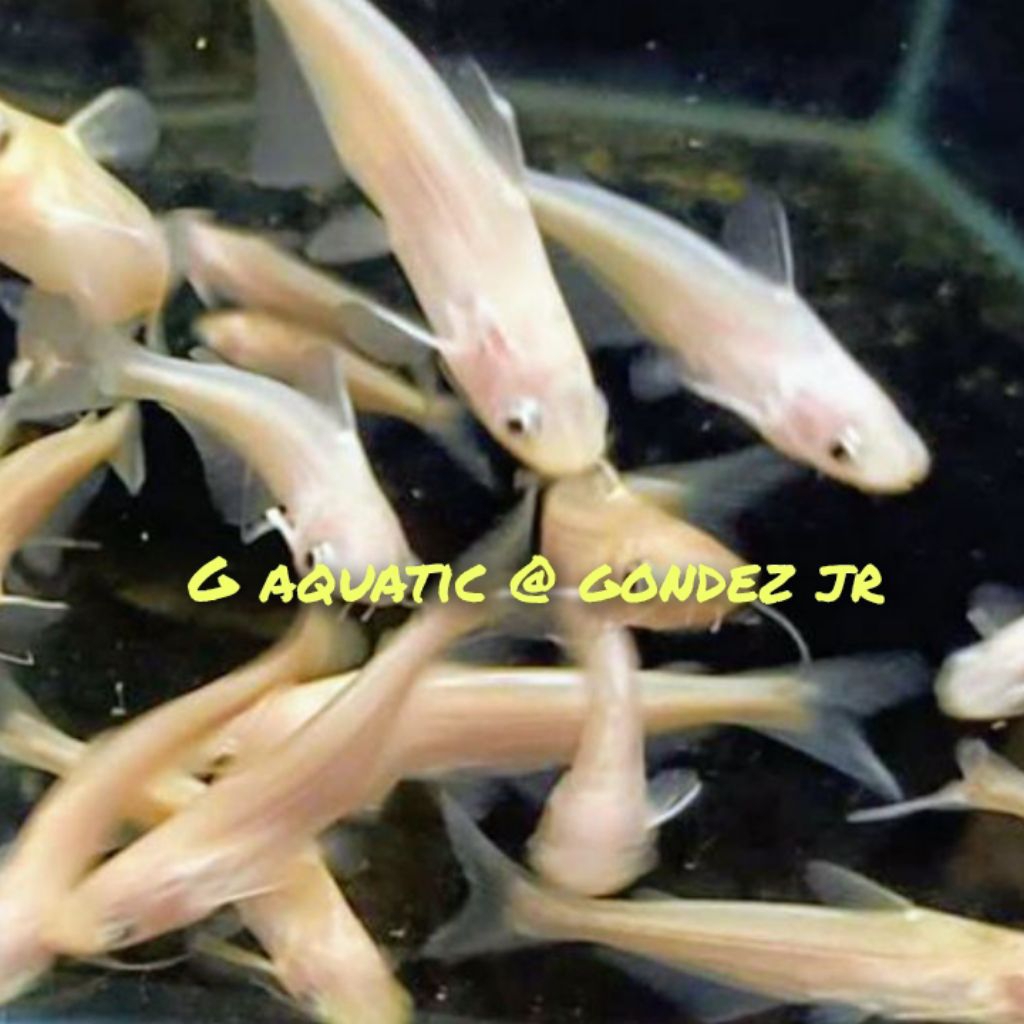 ikan patin albino size 9-10 cm