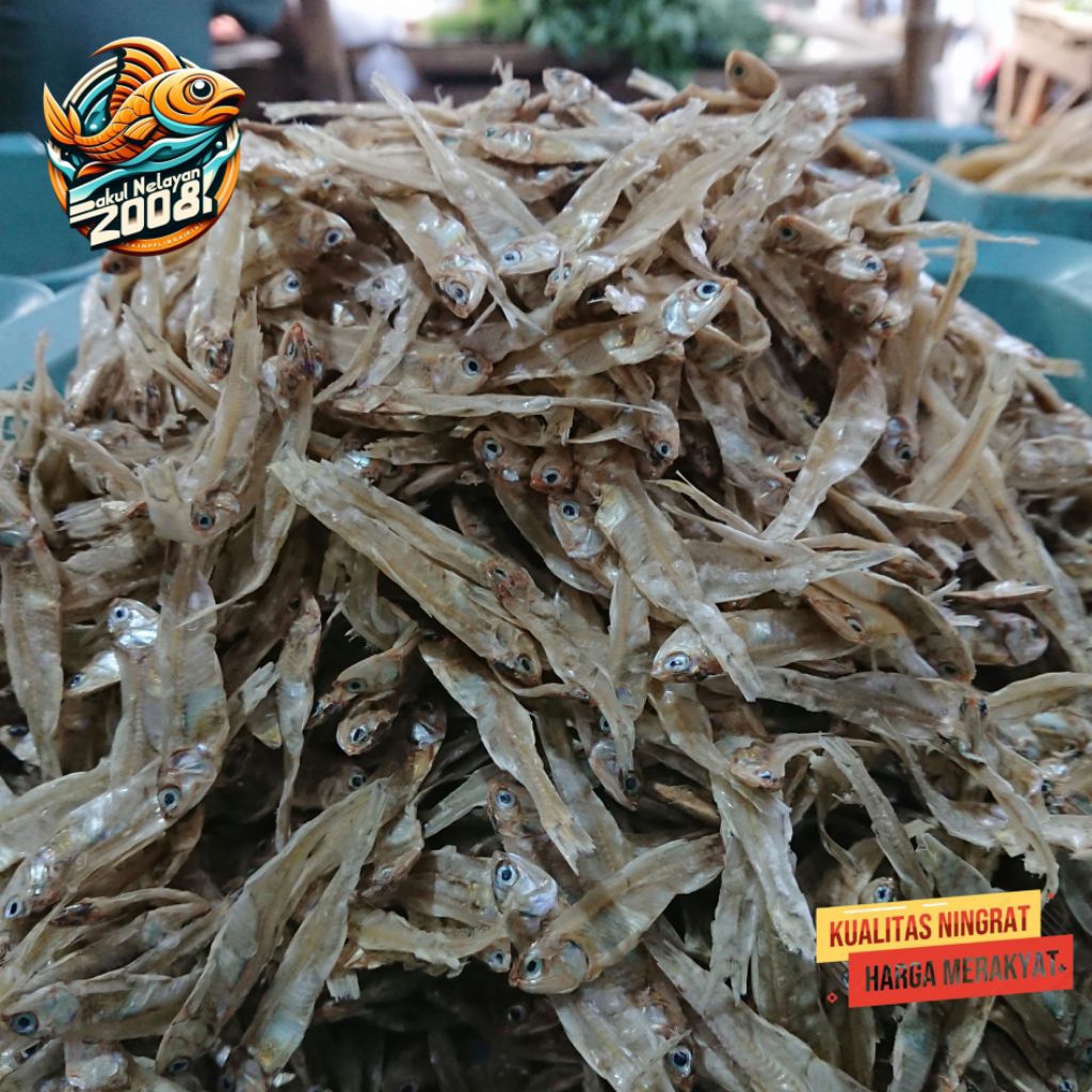 

Teri tawar bunga | ikan teri tawar