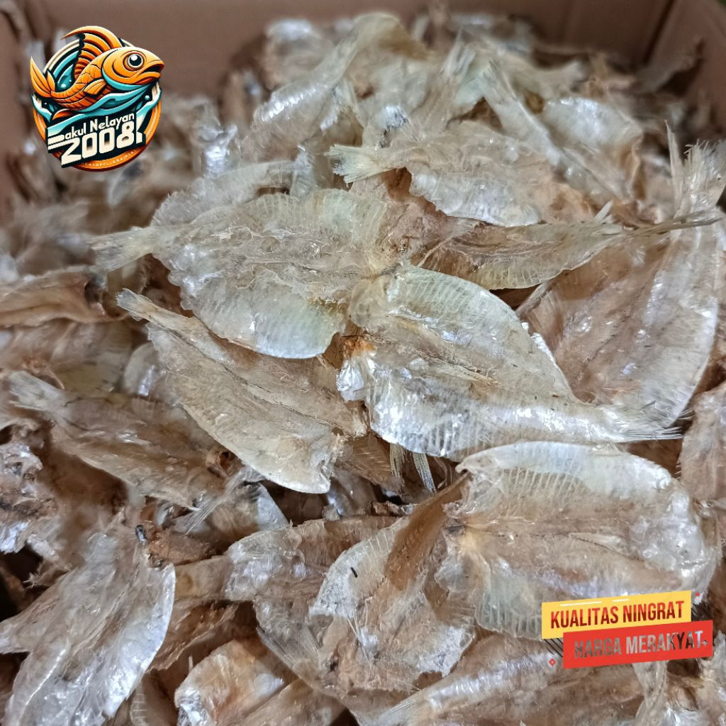 

Ikan kalapan | ikan tawar