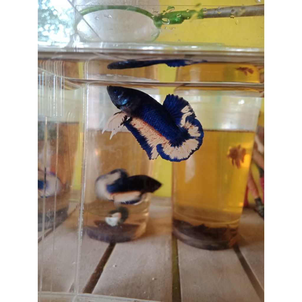 CUPANG MUSTARD GAS VANDA  HIASAN AQUARIUM