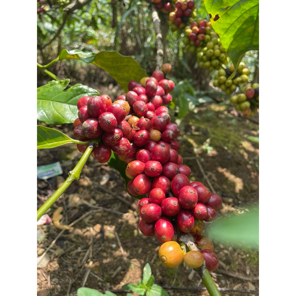 

Kopi Robusta Lampung 100% Murni (200 gr - 1 Kg)