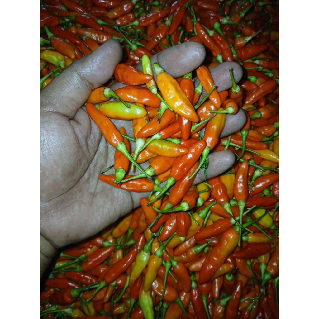 

Cabe Rawit Merah Ori