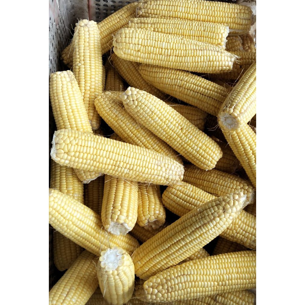 

Jagung Muda Manis Kupas Kulit Segar 1kg / Jagung Dikupas Fresh