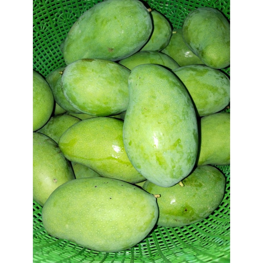 1kg mangga gadung/harumanis muda/menta fresh buat rujak, asinan, manisan.