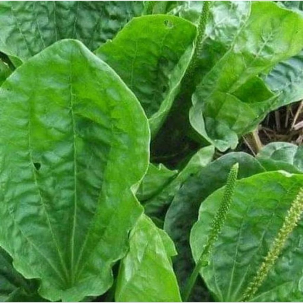 

daun sendok Ki urat segar paket 1,KG SIAP KIRIM