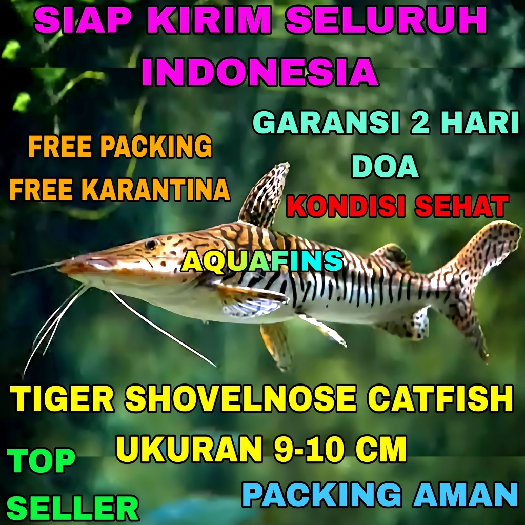 HIASAN TSN TIGER SHOVELNOSE CATFISH PSEUDOPLATYSTOMA FASCIATUM UKURAN 9-10 CM