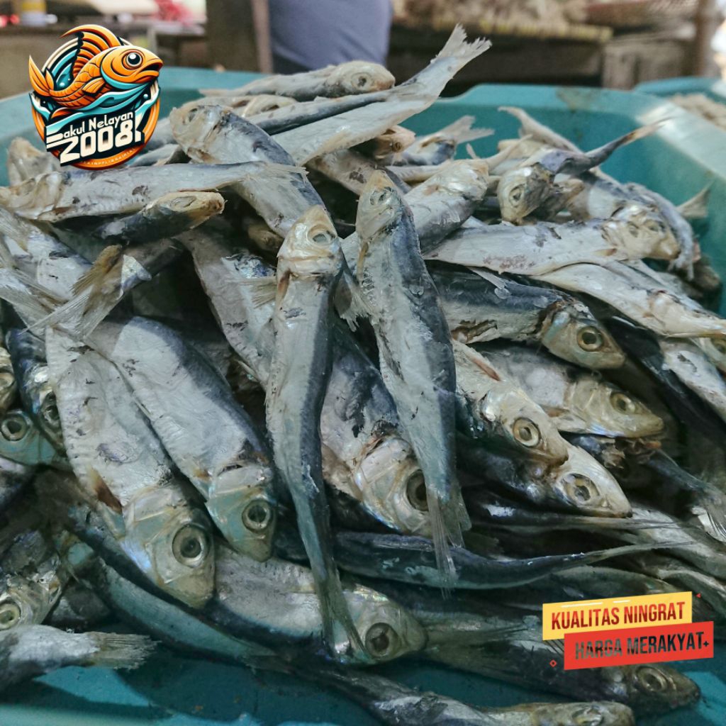 

Ikan asin japuh | ikan japuh lesi