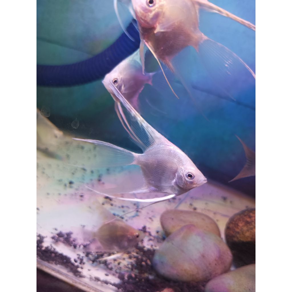 STICKER IKAN MANFISH PLATINUM SLAYER