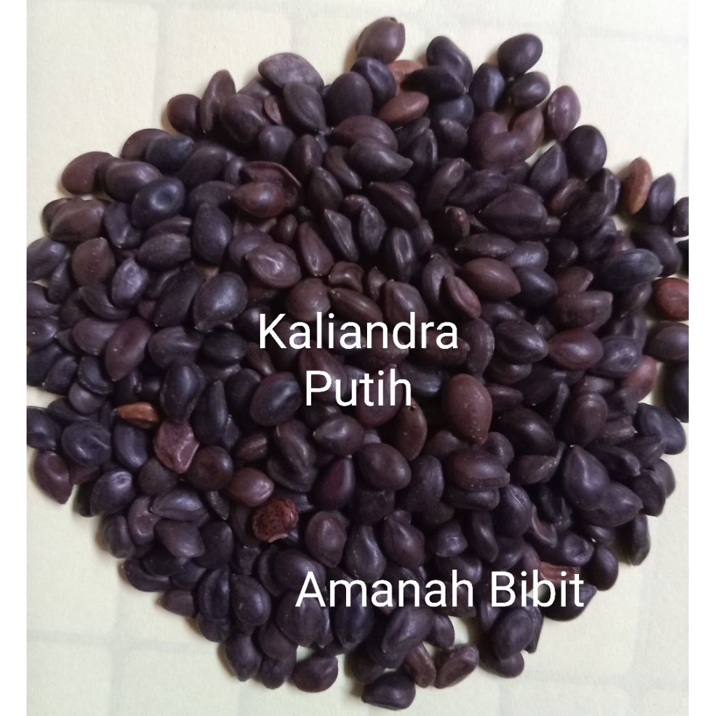 Biji Benih Bibit Kaliandra Putih 1 kg