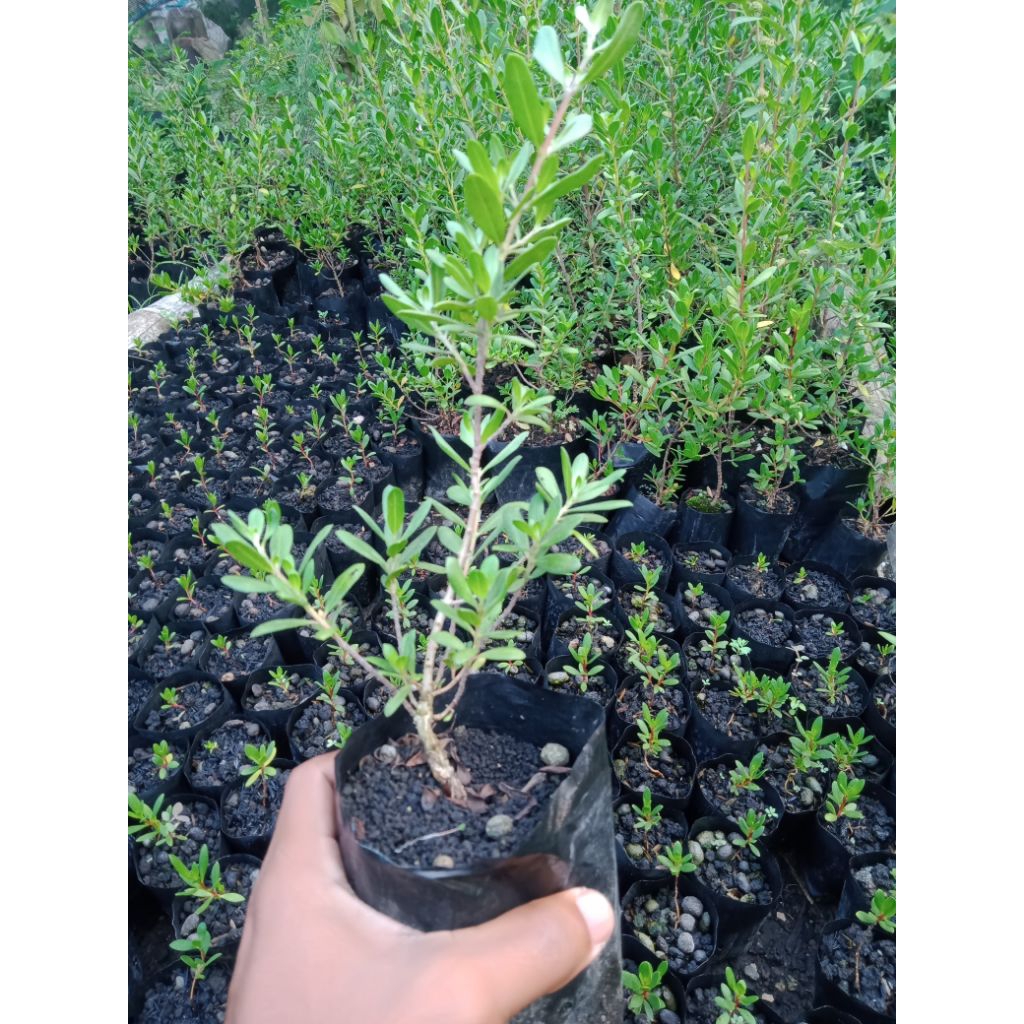 Bibit santigi karang Size 15-20cm Natural eksotis.