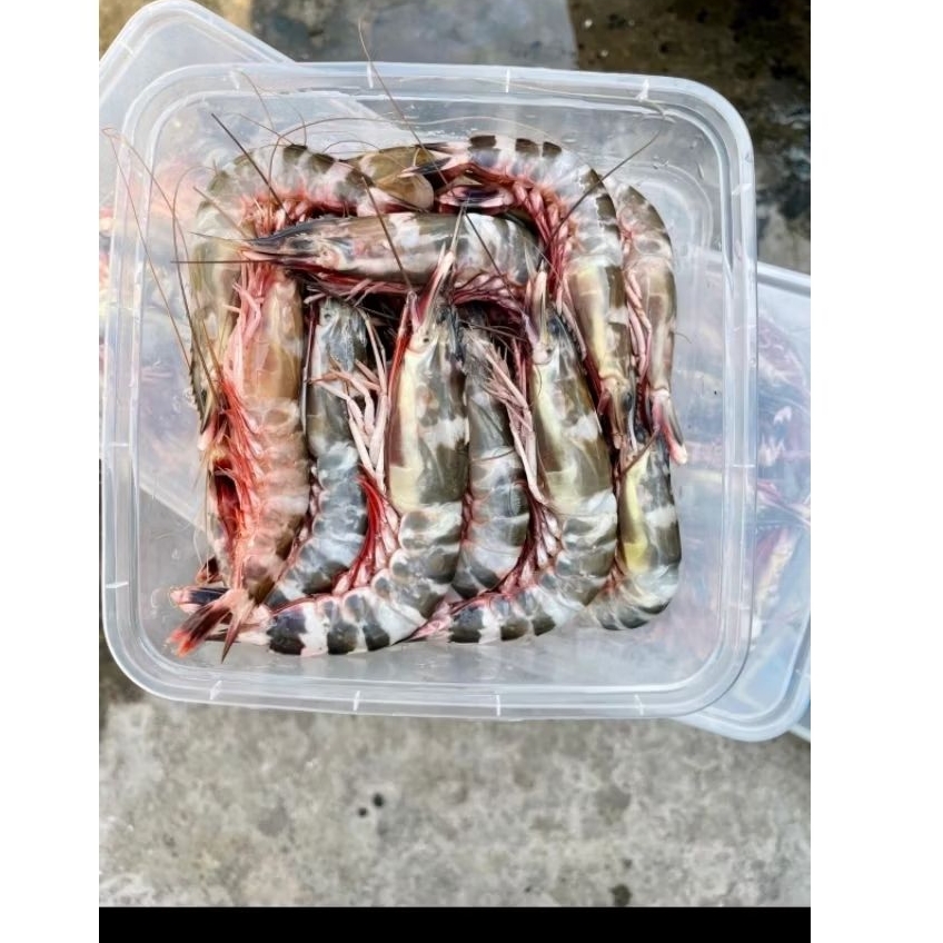 

udang cat udang tiger udang windu -+1kg frozen kirim instan