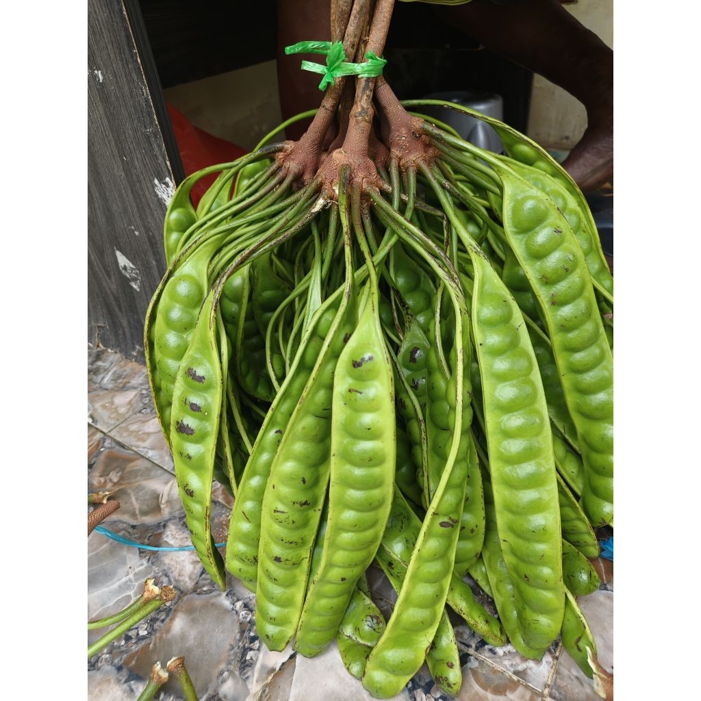 

Pete fresh kualitas sedang