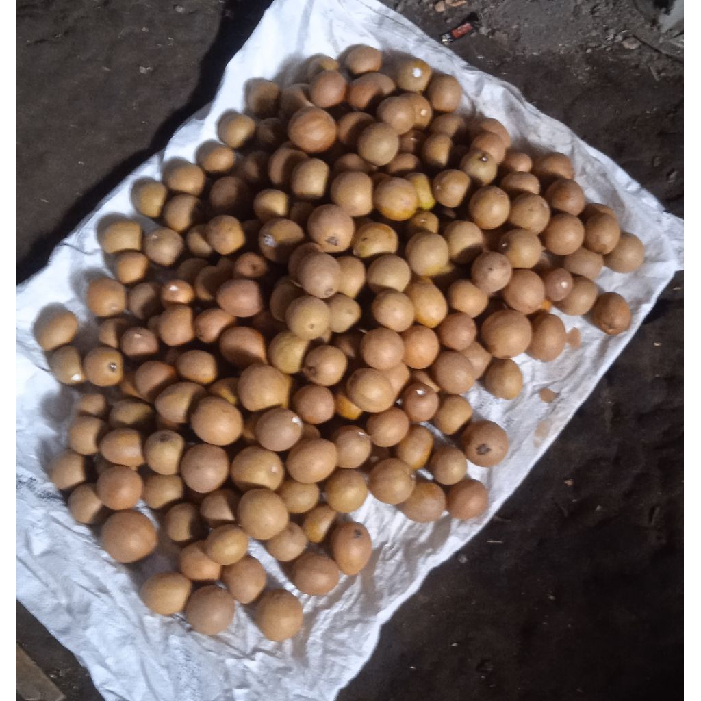 

Sawo madu manis { 18 rb /3kg}