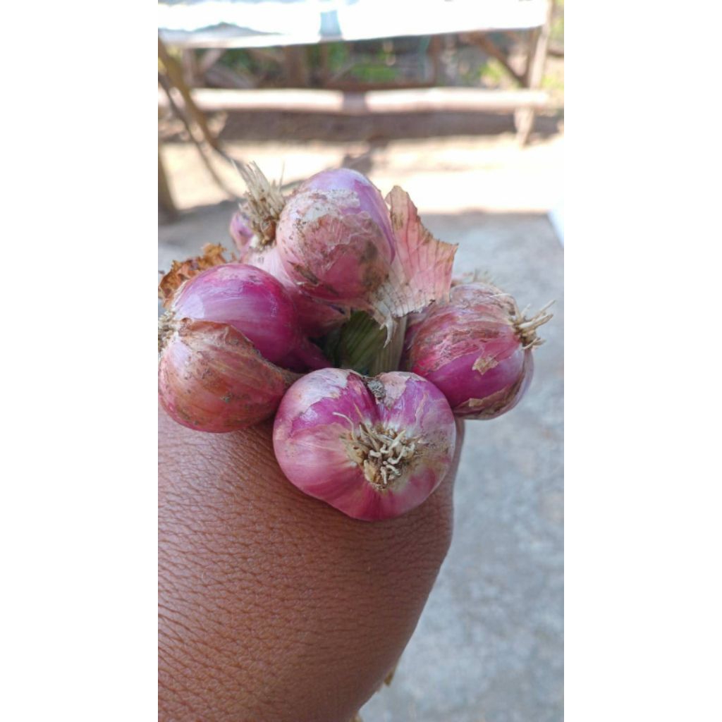 

bawang merah