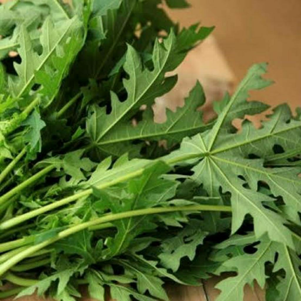 

daun pepaya segar 250gram sayur pucuk pepaya segar
