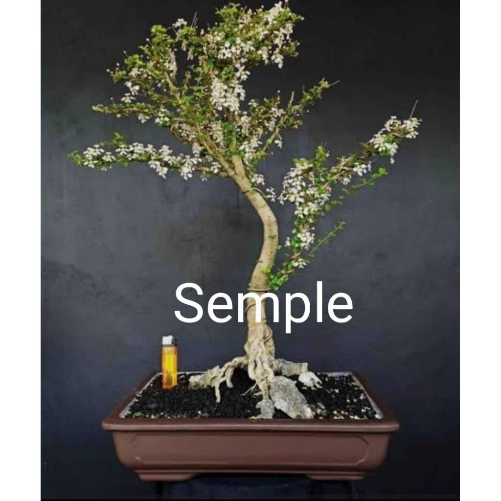 bonsai mirten duri ukuran serokok