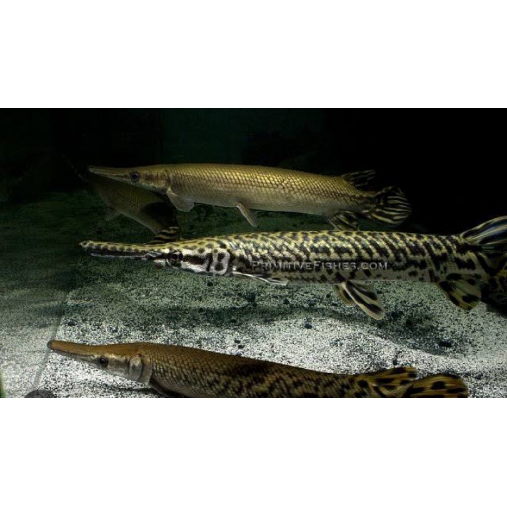 koleksi florida gar berkualitas 10-14cm