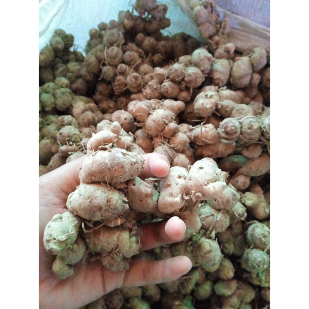 

Kencur seblak Kencur segar 500 gram