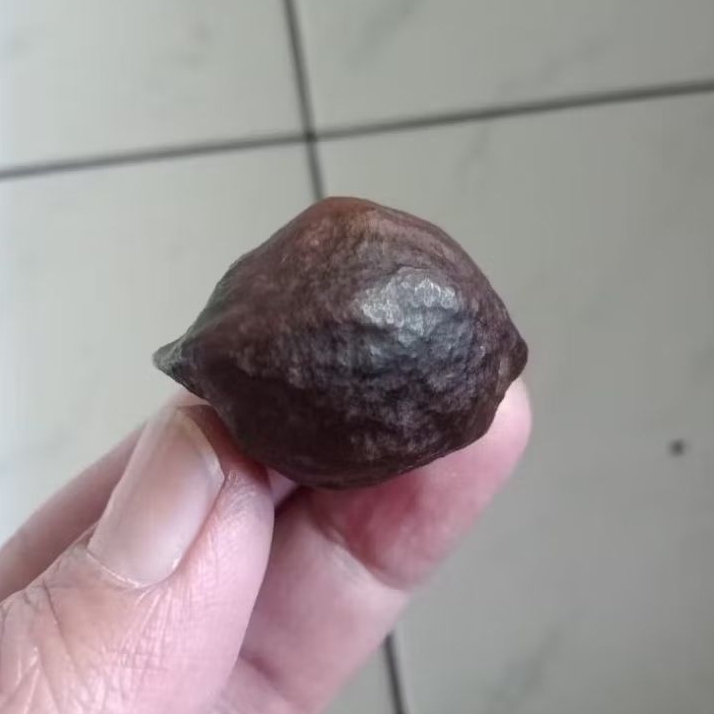 Kemiri Adu Muncang Adu Mayit Anak MJ Urgen Matang