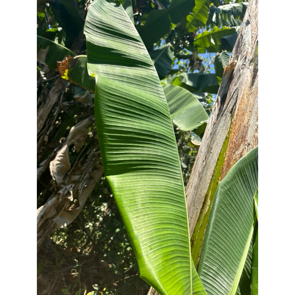 

Daun Pisang Segar 500gr