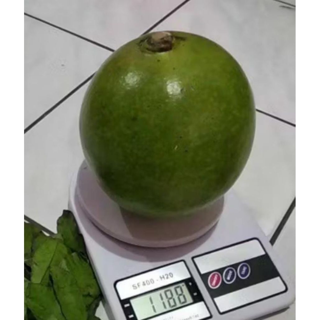 

buah maja berenuk obat herbal per biji