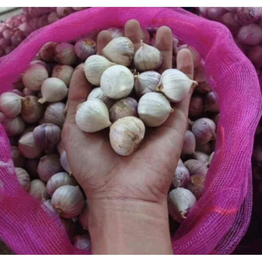 

Bawang putih tunggal/bawang putih lanang/solo garlic fresh panen baru 500 gr