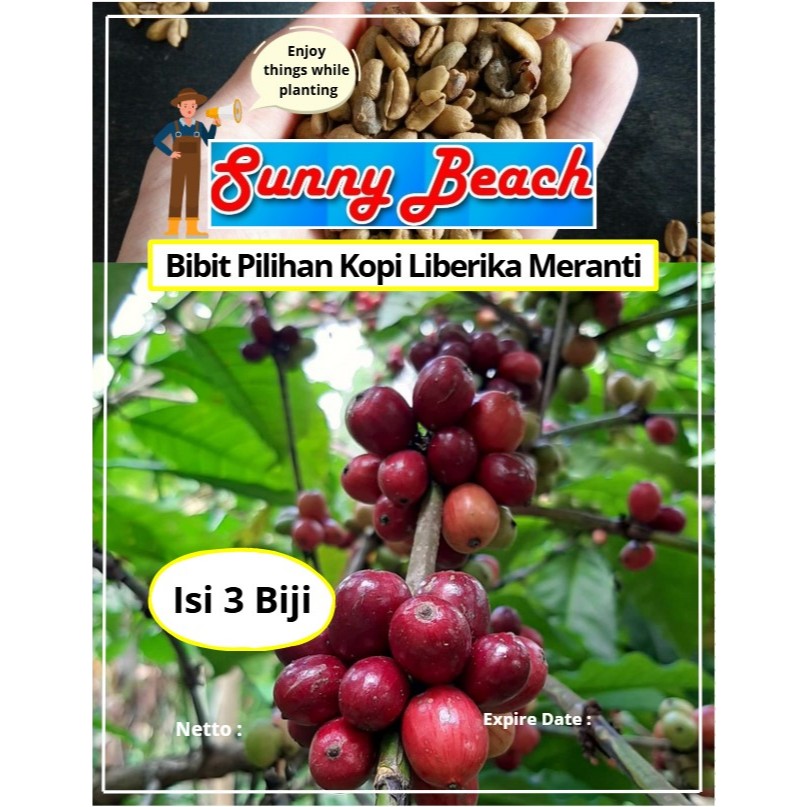 Bibit Pilihan Kopi Liberika Meranti | Biji Benih Kopi Liberika | Kopi Liberika