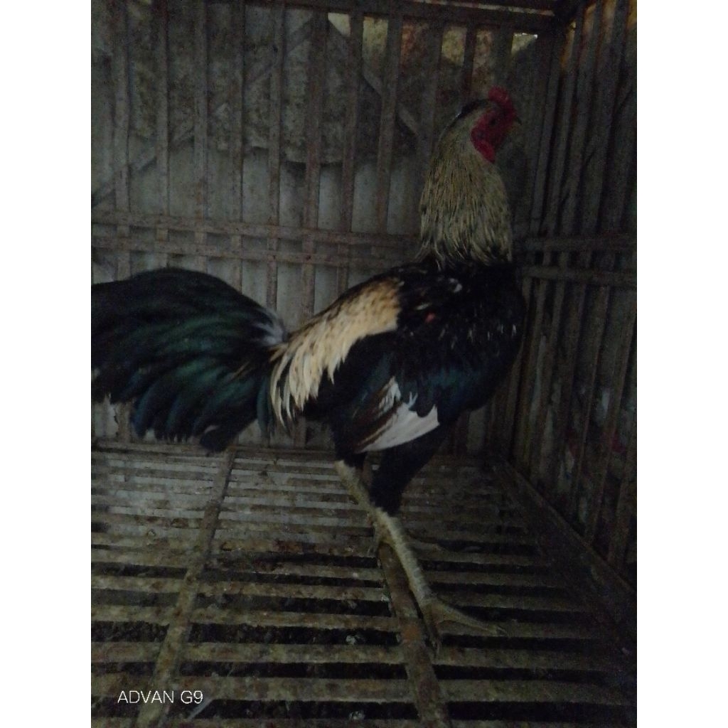 Mangon Yokeree Trah jawara induk dan Pacek import