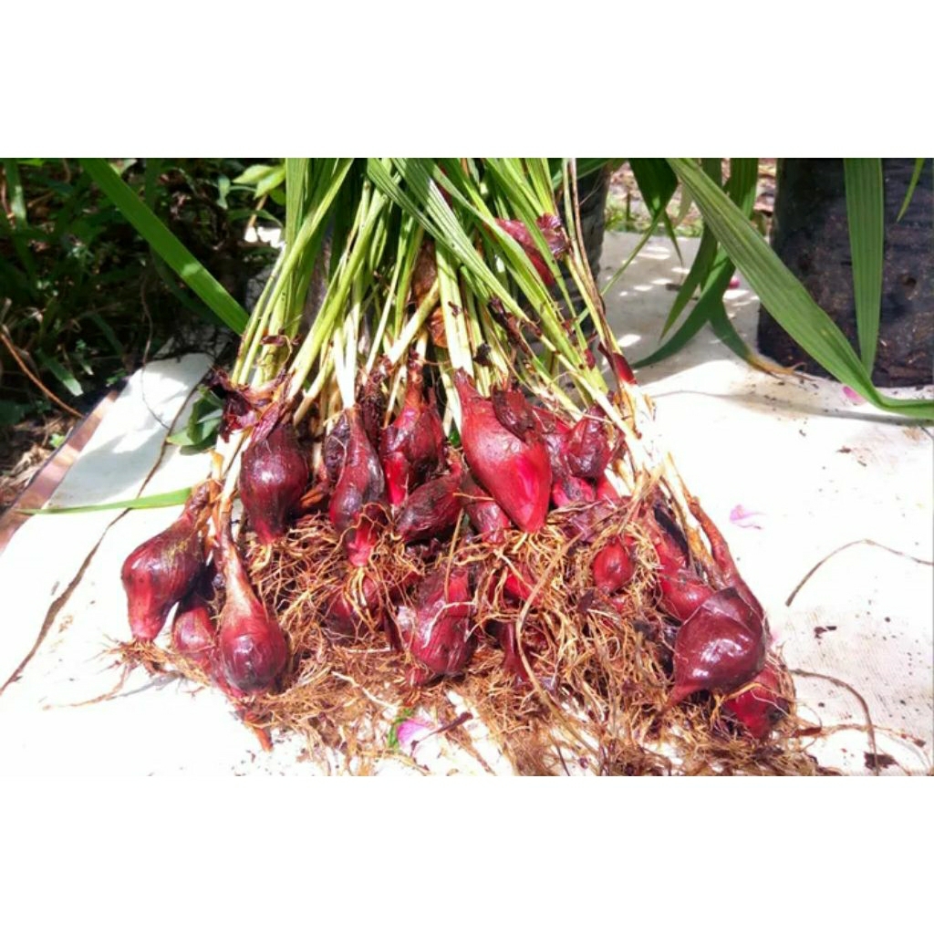 

1 kg Bawang Dayak obat herbal alami bersama daunnya langsung di ambil dari kebun pas order