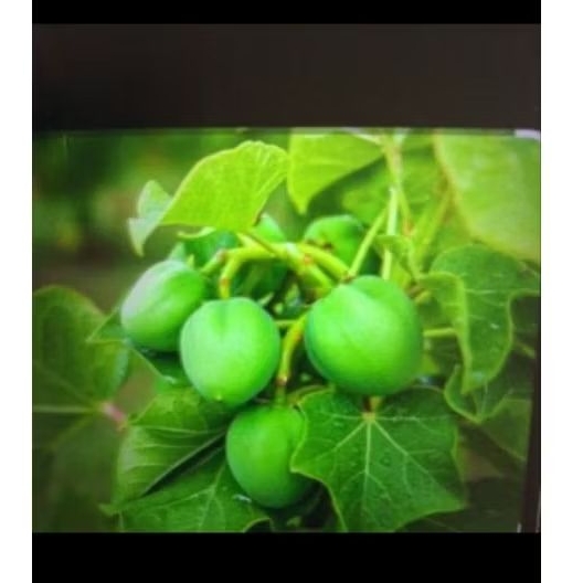 

Daun Jarak segar/25lembar bonus 5