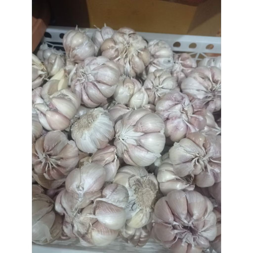 

BAWANG PUTIH MURAH