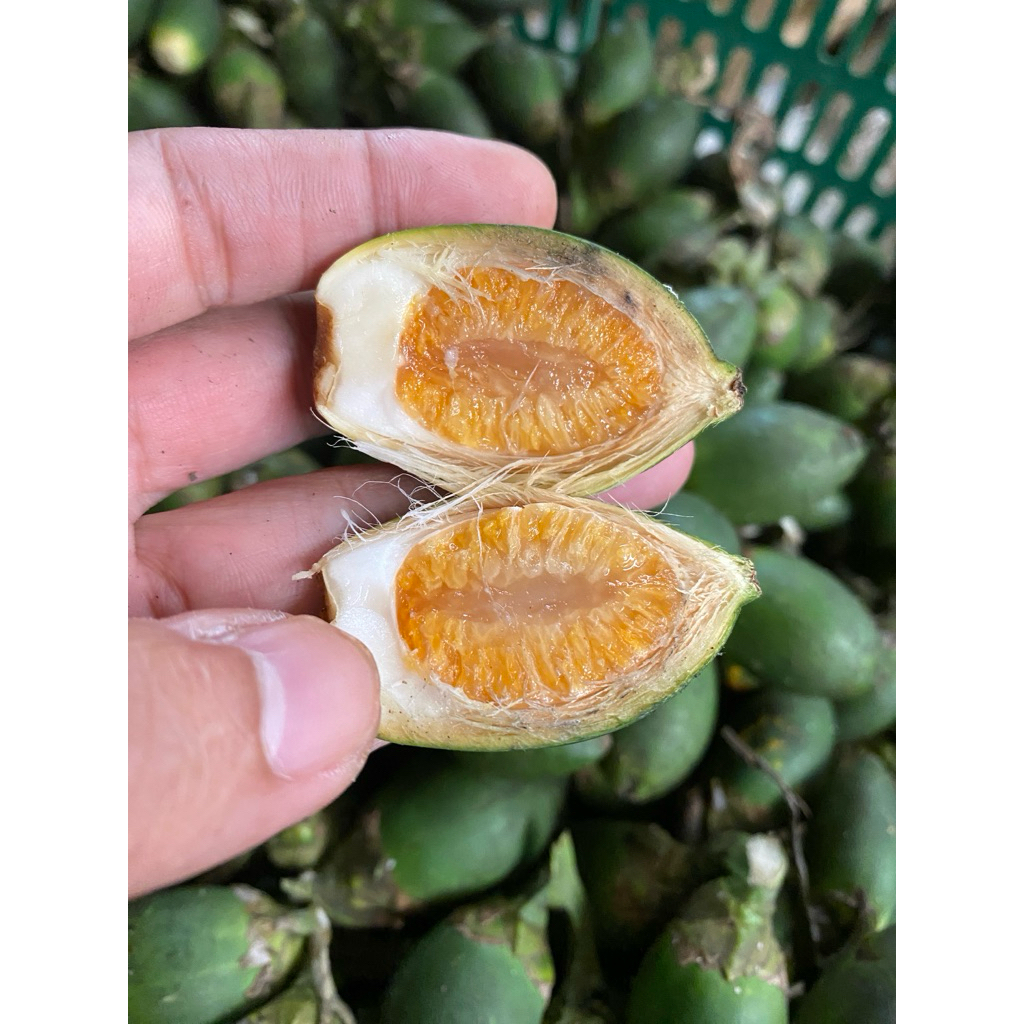 

Buah Pinang Muda Jambe Muda 1kg Untuk Pria Dewasa