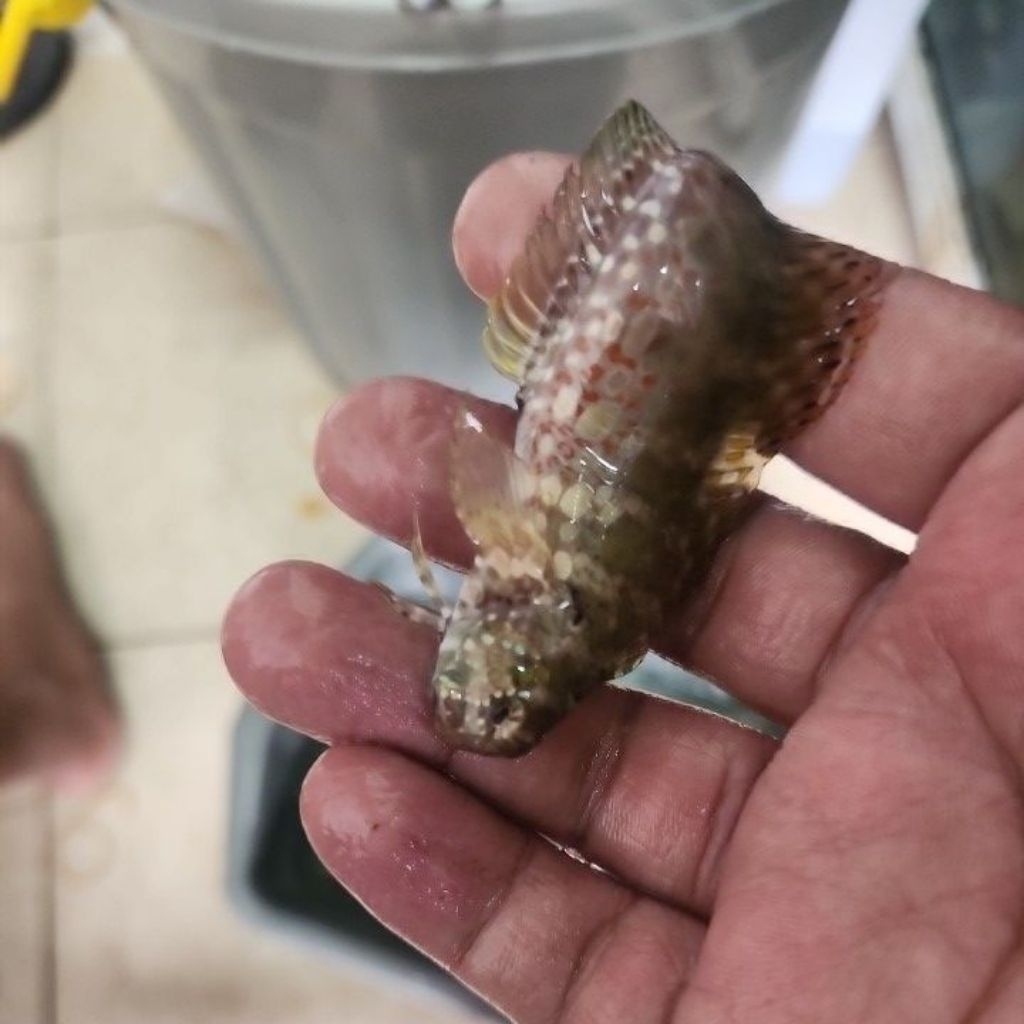 ikan hias air laut jabing glodok