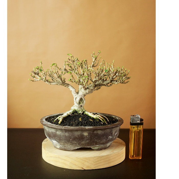 Bonsai Waru sudah jadi siap kontes