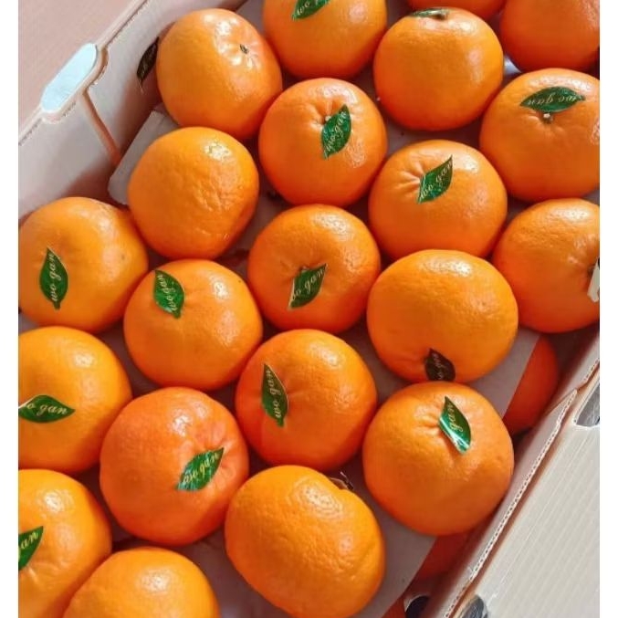 

BUAH JERUK MANDARIN WOKAM WOGAN ORANGE MANIS SEGAR 1KG