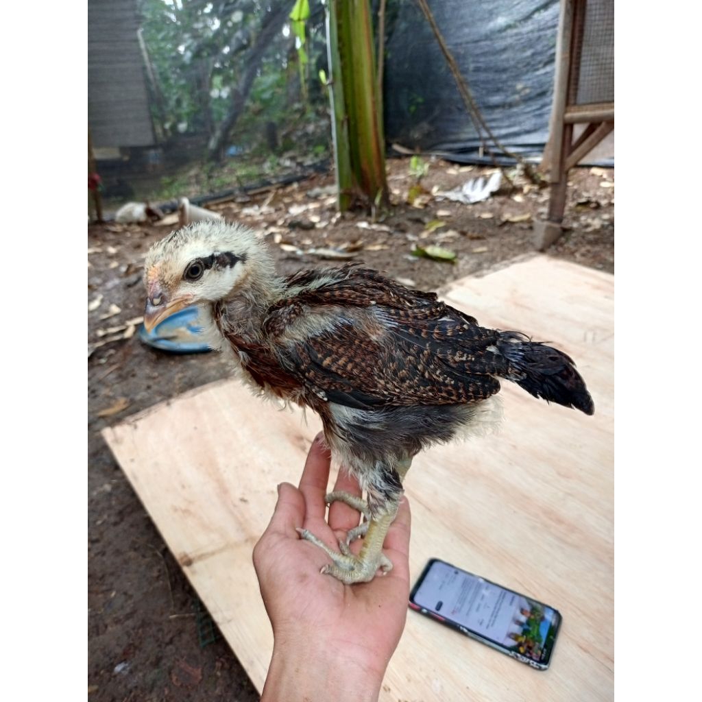 ayam pelung umur 2 bulan