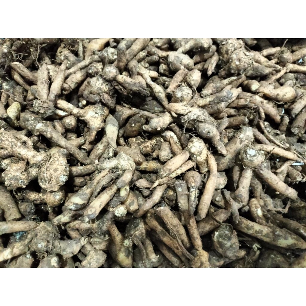 

Temu kunci | fresh | murah | super | 500 gram