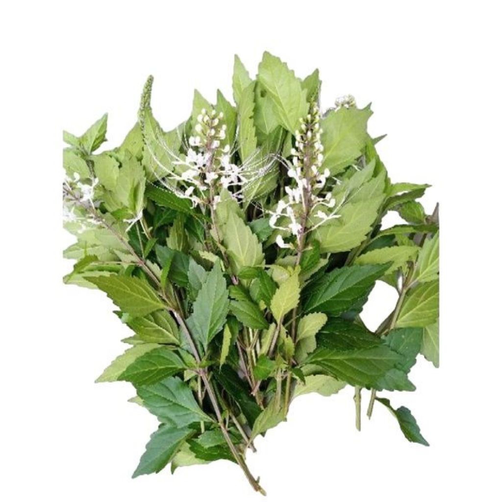 

Daun Kumis Kucing Segar Isi 500 Gram Organik