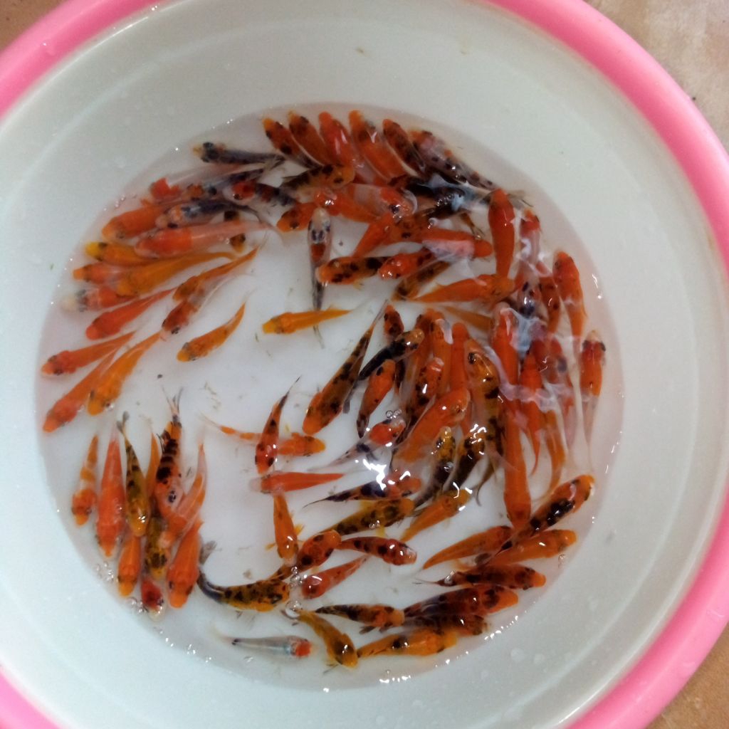 

koy isi 5 ukuran 7 cm kualitas terbaik gratis pakan