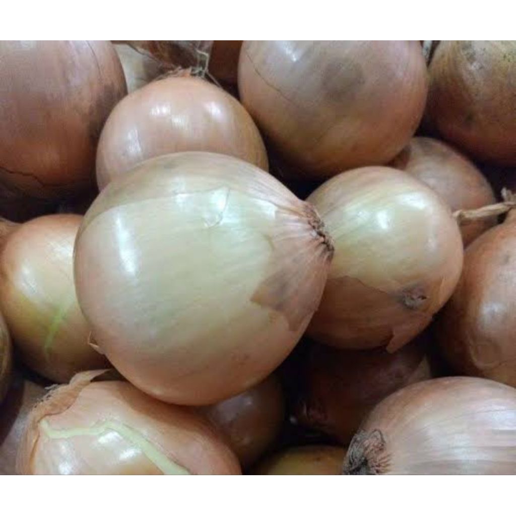 

bawang bombay new zealand