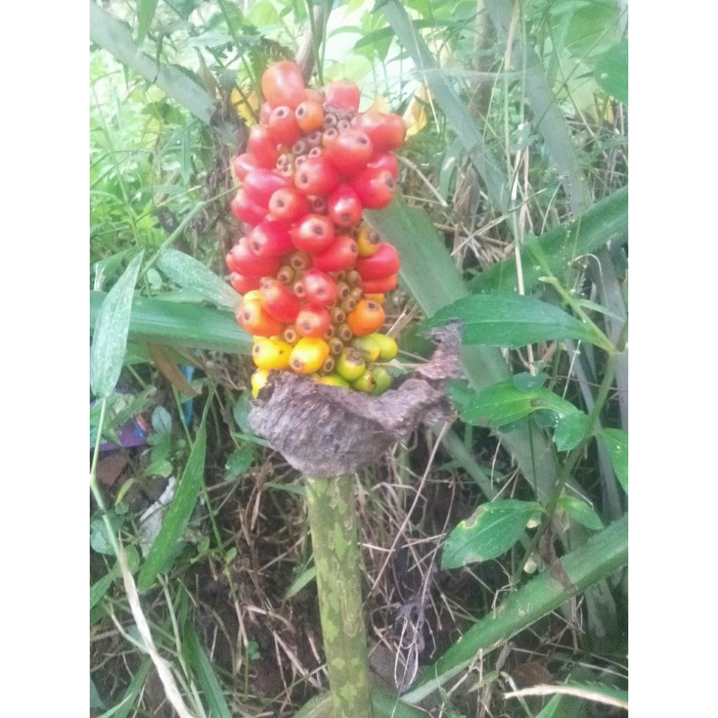 

biji bunga porang100 biji sepora porang/ileus