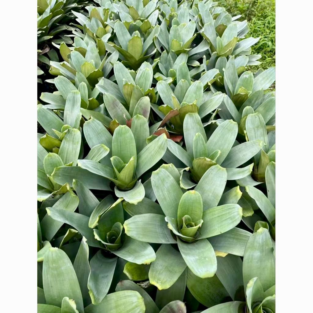 Tanaman Hias Bromolia Giant Hijau | Bromelia Giant Hijau Jumbo | Bromelia HiasTanaman Hias Bromolia 