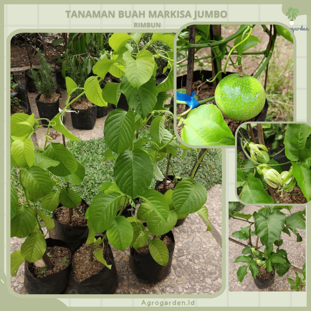 TANAMAN BUAH MARKISA JUMBO - Bibit Buah Markisa Manis Super Jumbo