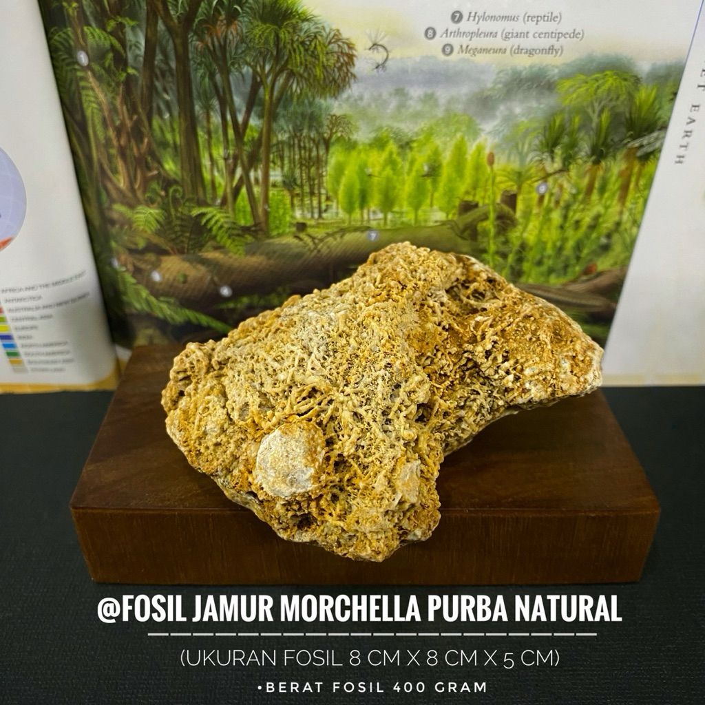 Fosil Jamur Morchella Purba Natural C15 atau Fosil Jamur Morel atau Fossil Mushroom atau Fosil Tumbu
